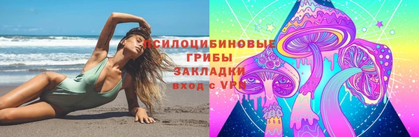 сатива Новозыбков